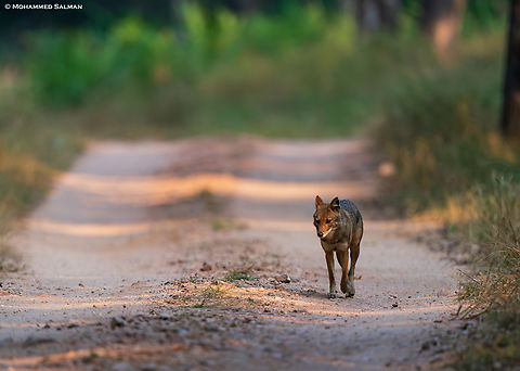 Jackal || Pench, M.P || Nov 2022
 Canis aureus indicus,Indian jackal