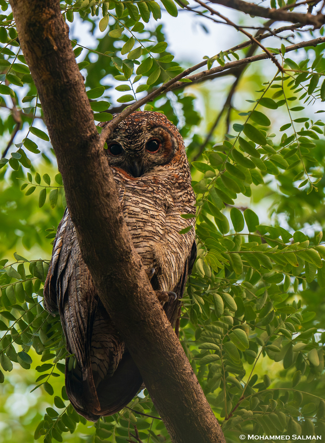 Mottled wood owl || Pench, M.P || Nov 2022<br />
 Mottled wood owl,Strix ocellata