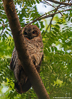 Mottled wood owl || Pench, M.P || Nov 2022
 Mottled wood owl,Strix ocellata