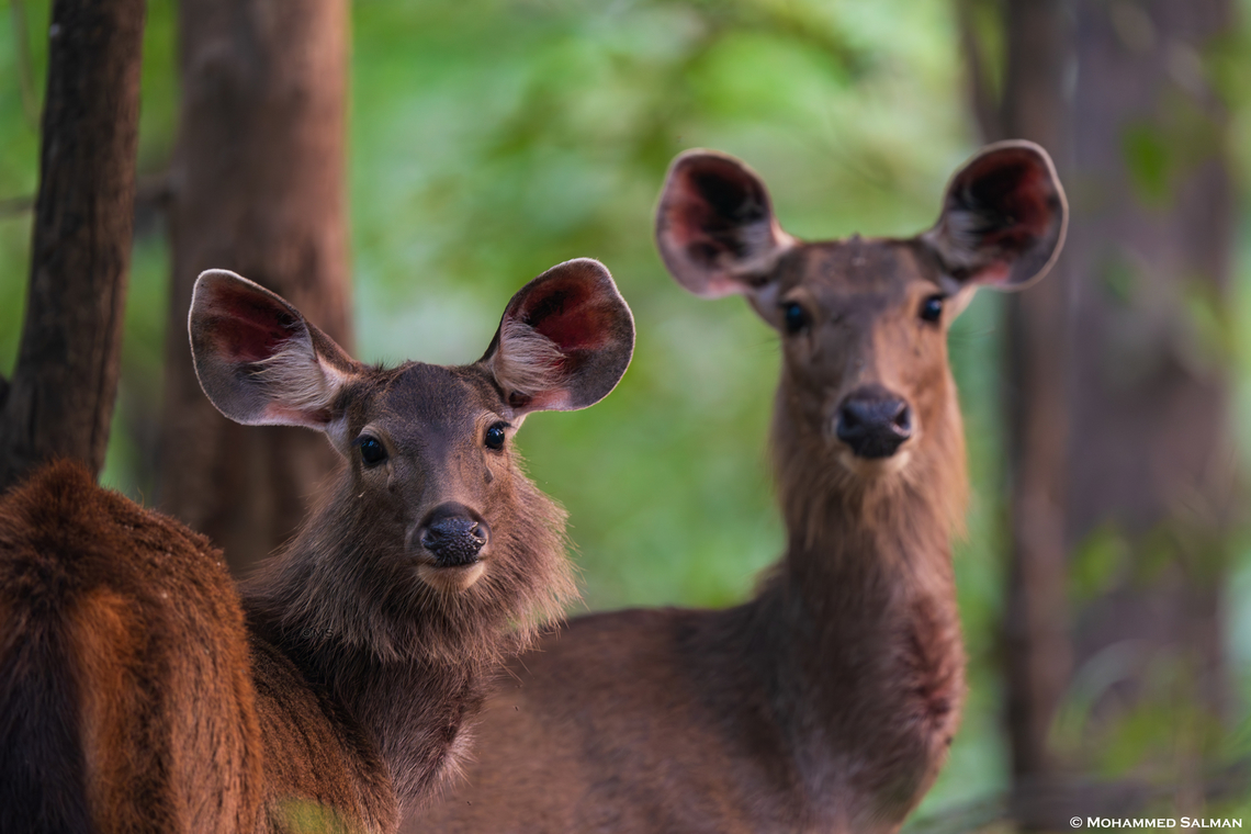 Sambar deer || Pench, M.P || Nov 2022<br />
 Rusa unicolor,Sambar
