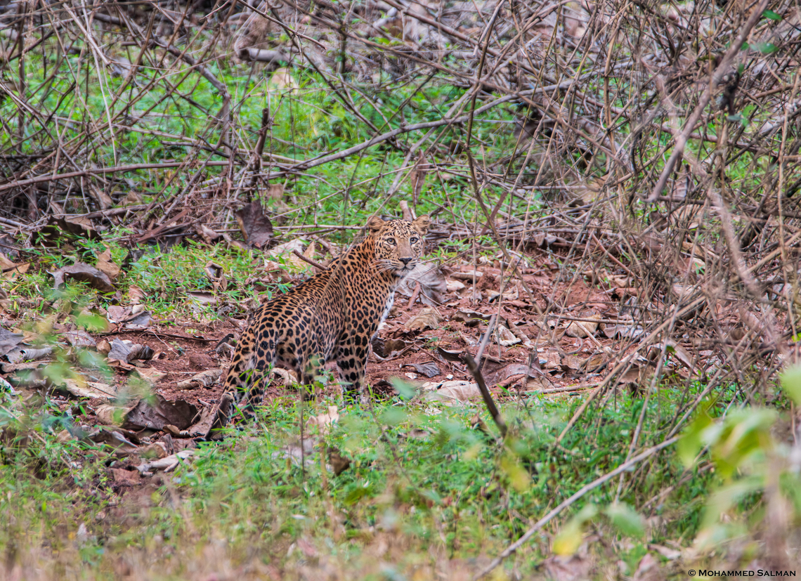 A Leopard from Bhadra || Jan 2019<br />
 Leopard,Panthera pardus