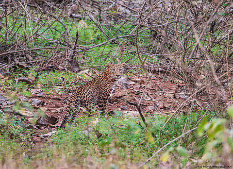 A Leopard from Bhadra || Jan 2019
 Leopard,Panthera pardus