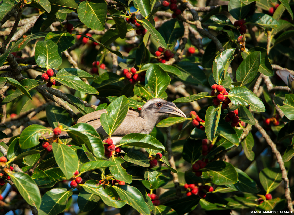 Indian grey hornbill || Lakkavalli, Bhadra || Jan 2019<br />
 Indian Grey Hornbill,Ocyceros birostris