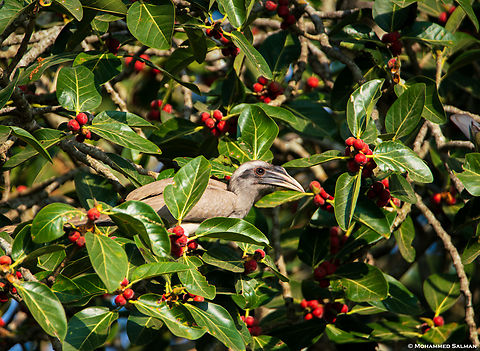 Indian grey hornbill || Lakkavalli, Bhadra || Jan 2019
 Indian Grey Hornbill,Ocyceros birostris