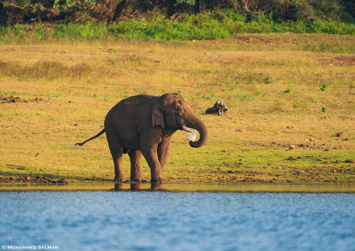 An elephant quenches its thirst in the backwaters of Bhadra || Dec 2023<br />
 Asian elephant,Elephas maximus