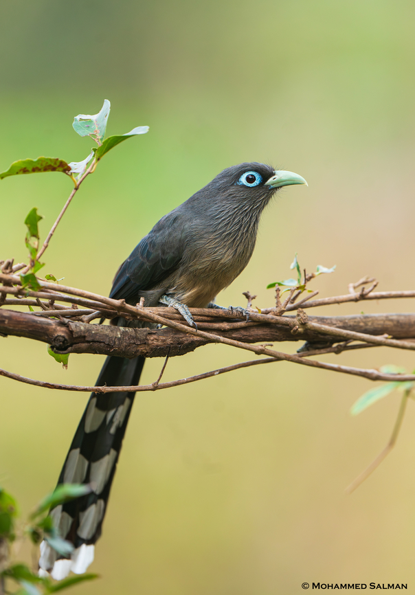 Blue-faced malkoha || Bangalore || Jan 2024<br />
 Blue-faced malkoha,Phaenicophaeus viridirostris
