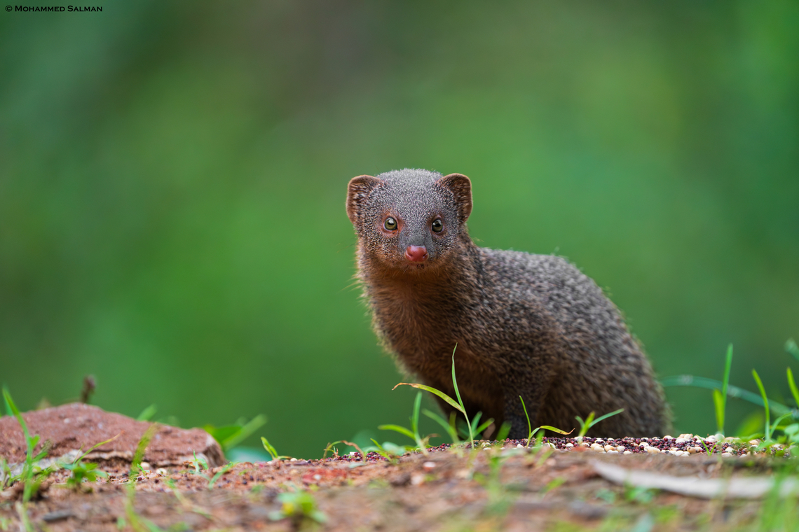 Ruddy mongoose || Bangalore || Sept 2020<br />
 Herpestes smithii,Ruddy Mongoose