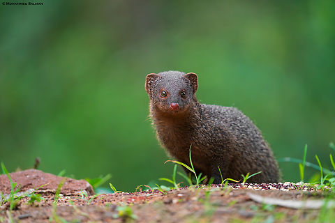 Ruddy mongoose || Bangalore || Sept 2020
 Herpestes smithii,Ruddy Mongoose