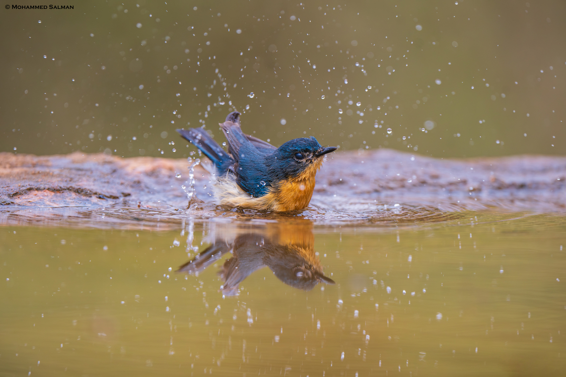 A tickles blue flycatcher makes a splash || Bangalore || Jan 2024<br />
 Cyornis tickelliae,Tickells blue-flycatcher