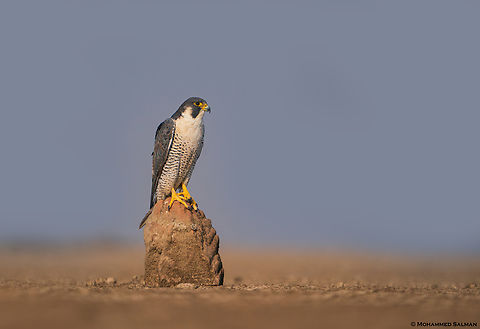 Peregrine falcon || Little Rann of Kutch || Dec 2021 Falco peregrinus,Peregrine falcon