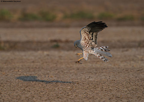 A Montagu’s Harrier hunts a locust for its next meal || Little Rann of Kutch || Dec 2021 Circus pygargus,Montagu’s Harrier