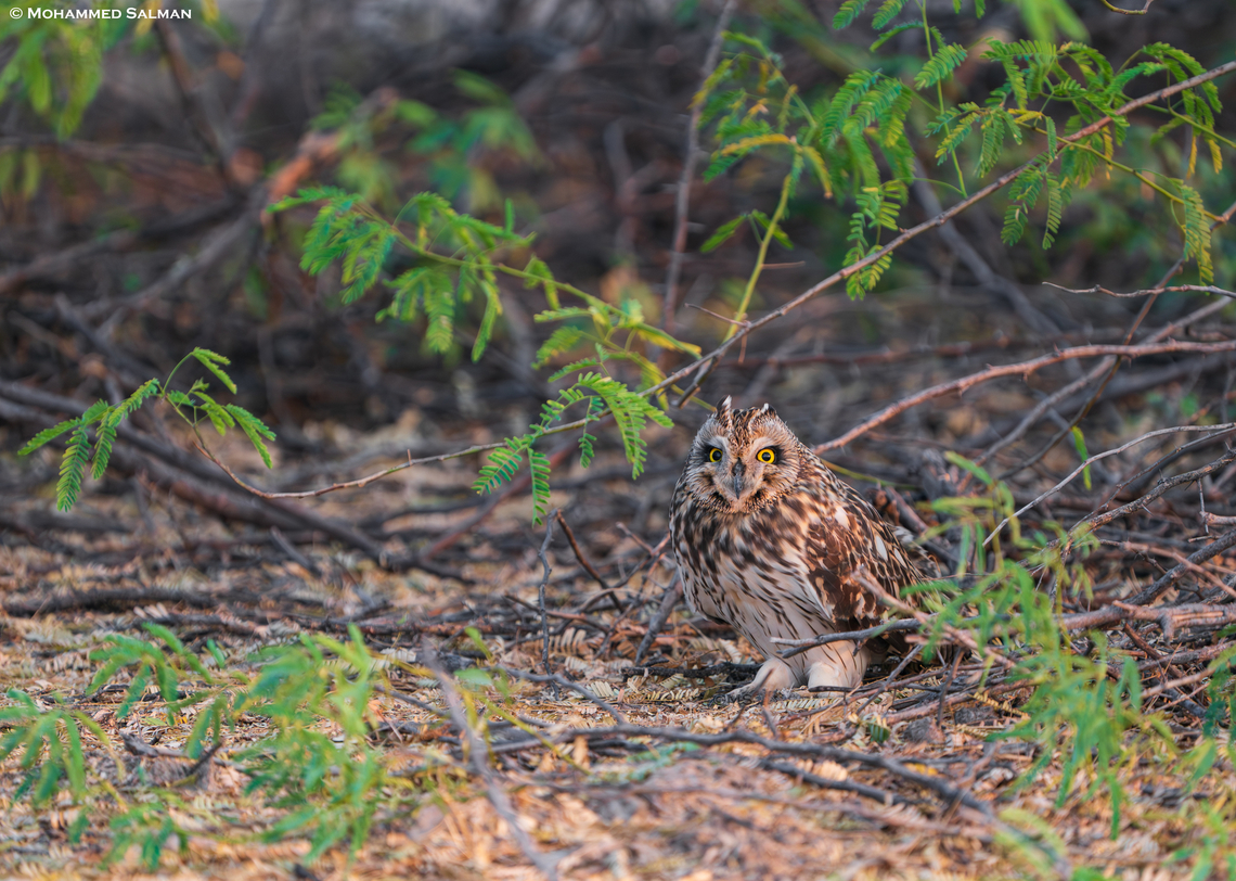 Short-eared owl || Little Rann of Kutch || Dec 2021 Asio flammeus,Short-Eared Owl
