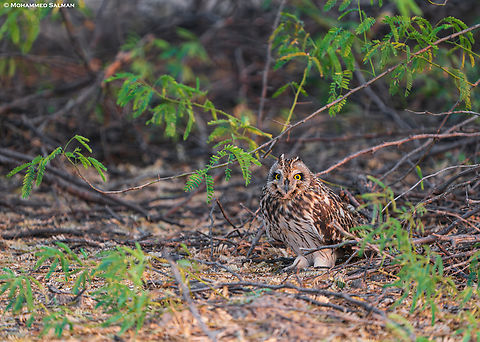 Short-eared owl || Little Rann of Kutch || Dec 2021 Asio flammeus,Short-Eared Owl