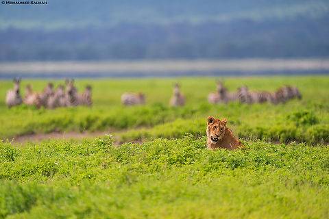 Zebras gaze at a lion inside the Ngorongoro crater floor || Jan 2024
 Lion,Ngorongoro Crater,Panthera leo