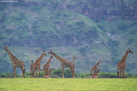 A tower of giraffes || Ngorongoro Conservation Area || Jan 2024
 Giraffa,Giraffa camelopardalis tippelskirchi,Giraffe,Maasai Giraffe,Ngorongoro
