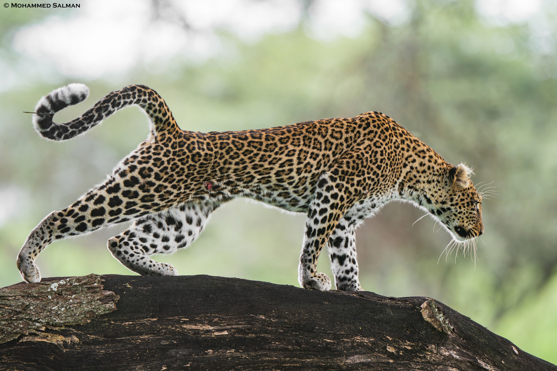 A stretching leopard || Ndutu || Jan 2024<br />
 African Leopard,Panthera pardus pardus