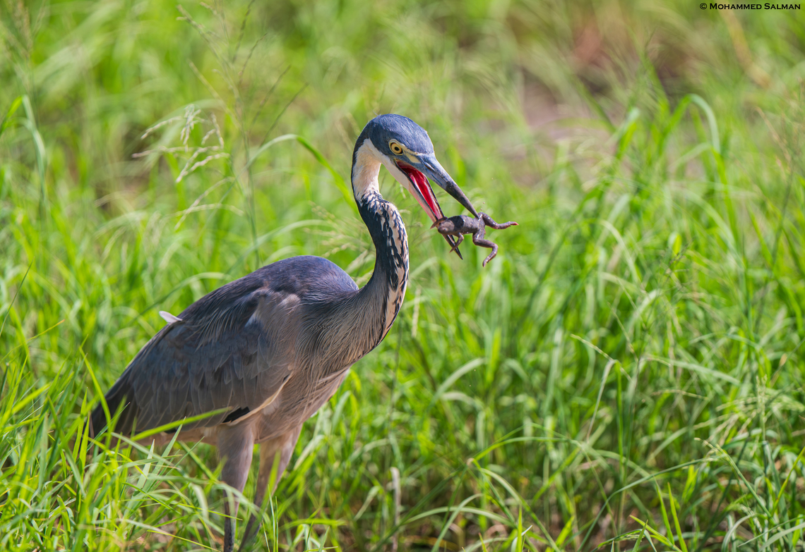 Grey heron devouring a frog || Ndutu || Jan 2024<br />
 Ardea cinerea,Grey heron