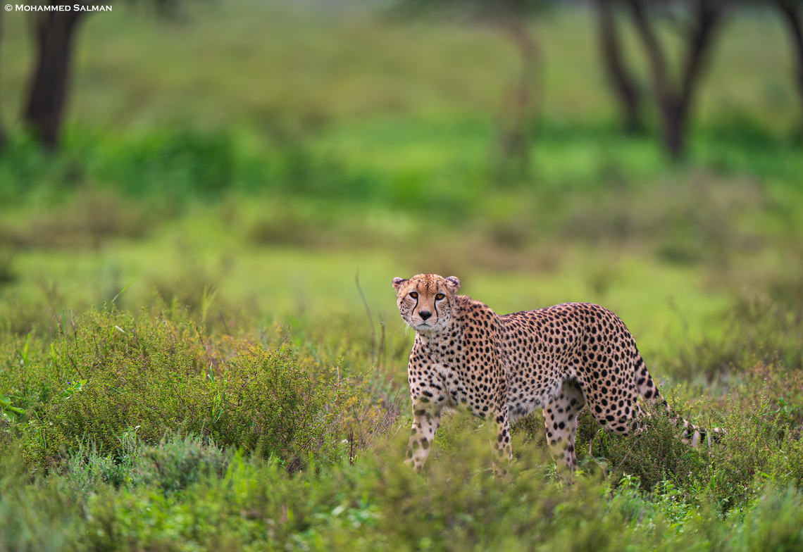 Cheetah in the greens || South Serengeti || Jan 2024<br />
 Acinonyx jubatus,Cheetah