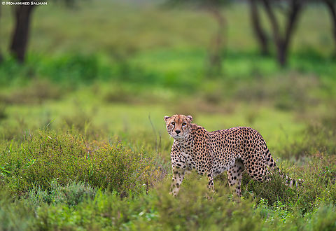Cheetah in the greens || South Serengeti || Jan 2024
 Acinonyx jubatus,Cheetah