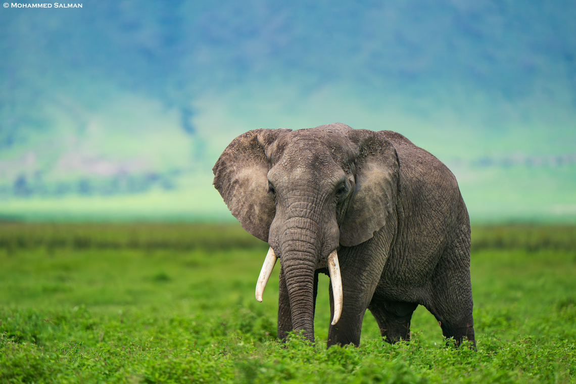 African elephant || Ngorongoro crater || Jan 2024<br />
 African bush elephant,Loxodonta africana