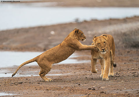 A lion cub plays with it's mother || Ndutu || Jan 2024
 Lion,Panthera leo