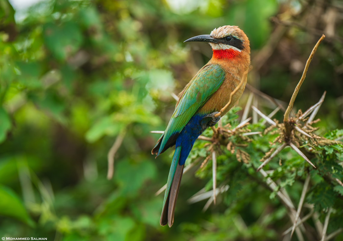 White-fronted bee-eater || Ngorongoro crater || Jan 2024<br />
 Merops bullockoides,White-fronted bee-eater