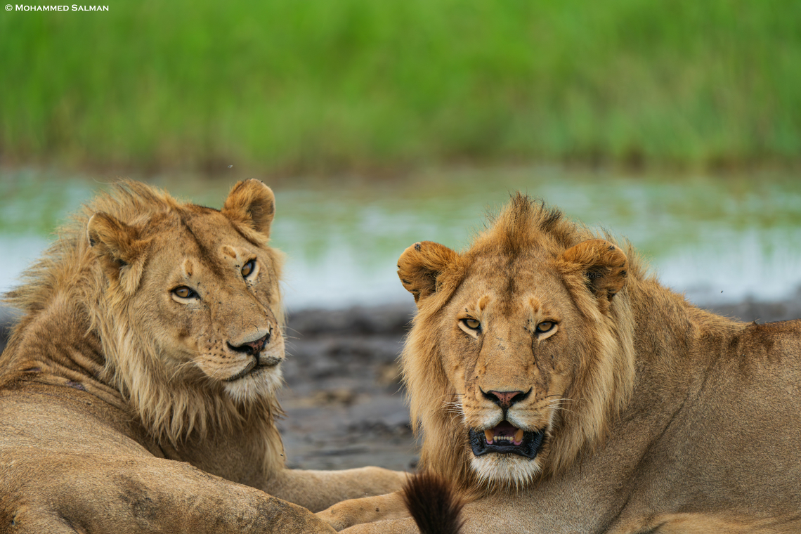 Lions || South Serengeti || Jan 2024<br />
 Lion,Panthera leo