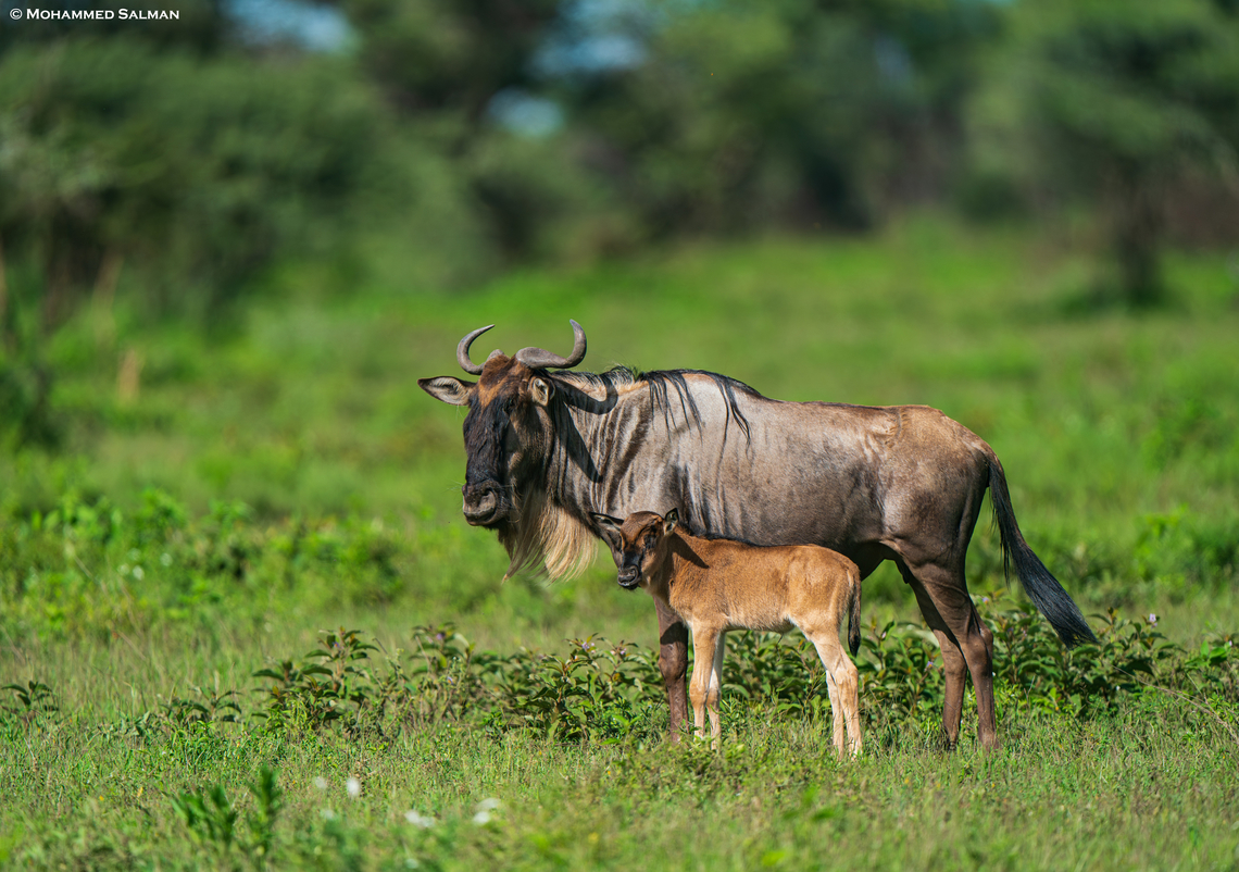 Wildebeest with calf || Ndutu || Jan 2024<br />
 Blue wildebeest,Connochaetes taurinus
