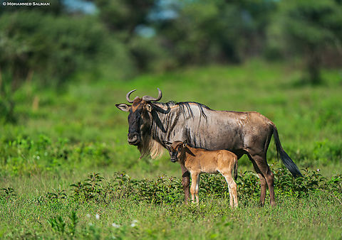 Wildebeest with calf || Ndutu || Jan 2024
 Blue wildebeest,Connochaetes taurinus
