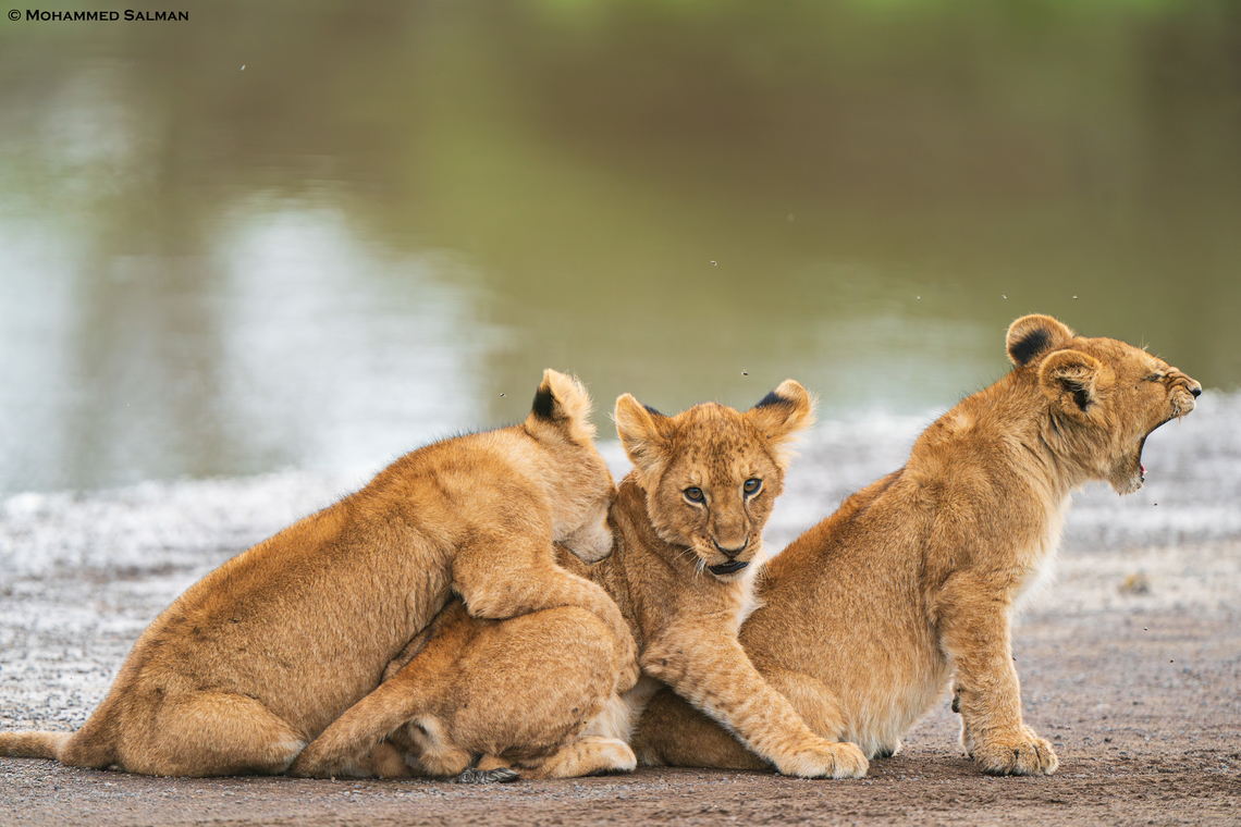 Three lion cubs || Ndutu || Jan 2024 Lion,Panthera leo