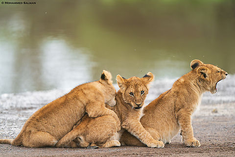 Three lion cubs || Ndutu || Jan 2024 Lion,Panthera leo