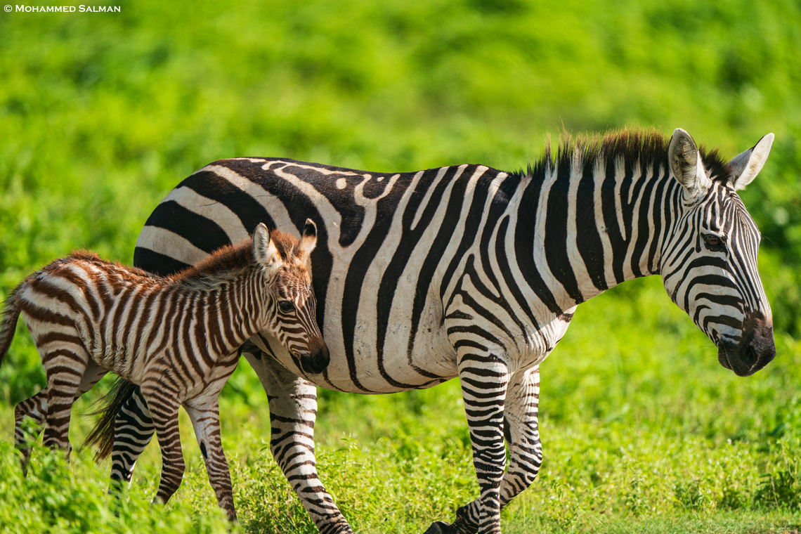 Zebra with its foal Ngorongoro crater || Jan 2024<br />
 Equus quagga,Plains zebra