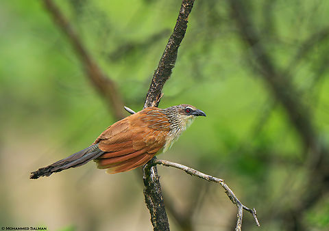White browed Coucal || South Serengeti || Jan 2024 Centropus superciliosus,White browed Coucal