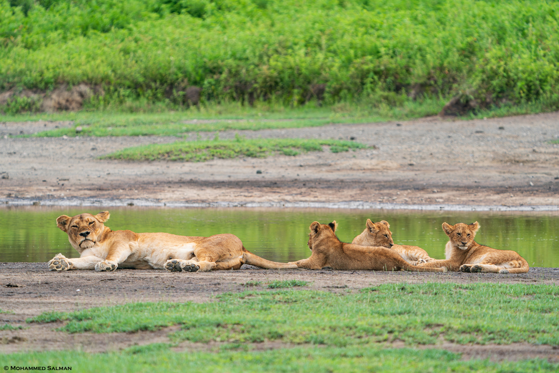 lioness with cubs || Ndutu || Jan 2024<br />
 Lion,Panthera leo