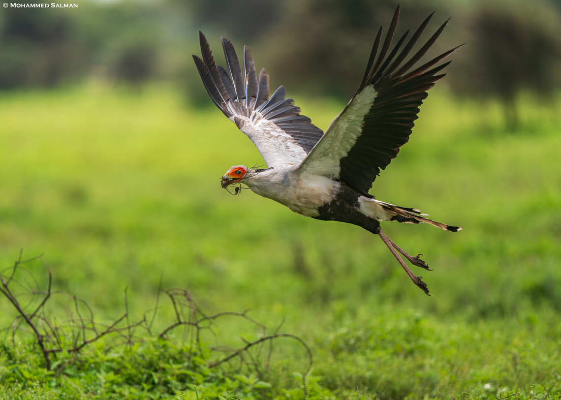 A secretary bird carries nest building material for its nest || Ndutu || Jan 2024<br />
 Sagittarius serpentarius,Secretary Bird