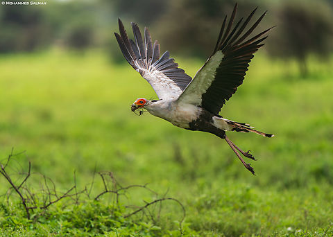 A secretary bird carries nest building material for its nest || Ndutu || Jan 2024
 Sagittarius serpentarius,Secretary Bird