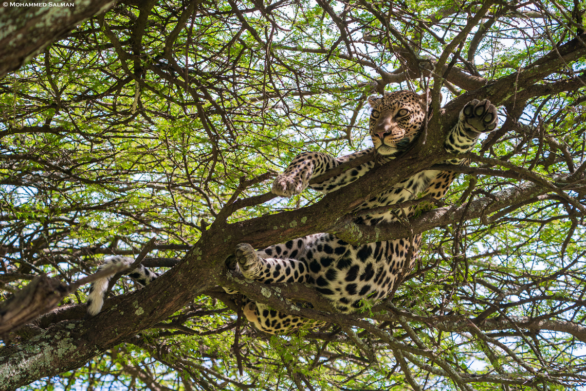 A leopard rests on a tree || Ndutu || Jan 2024 African Leopard,Panthera pardus pardus