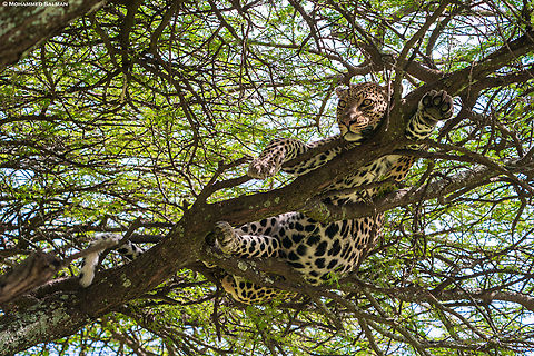 A leopard rests on a tree || Ndutu || Jan 2024 African Leopard,Panthera pardus pardus