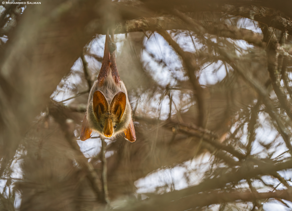 Yellow-winged bat || Ndutu || Jan 2024<br />
 Lavia frons,Yellow-winged bat