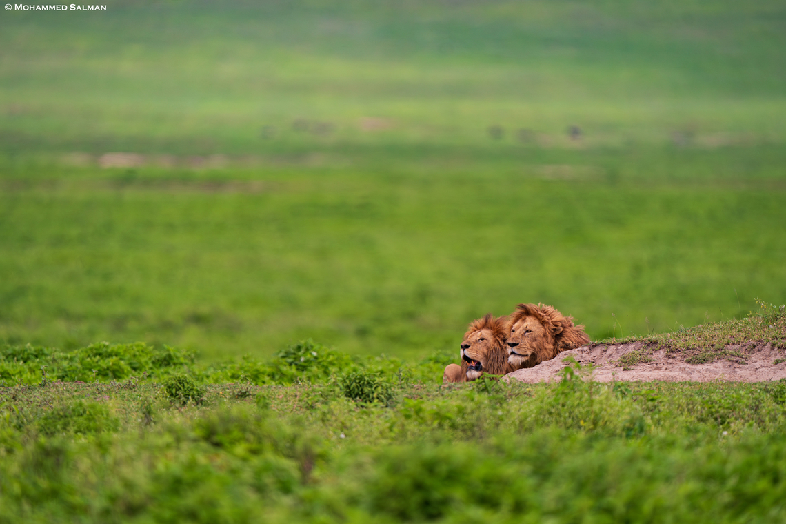 Two lions inside the Ngorongoro crater || Jan 2024<br />
 Lion,Panthera leo