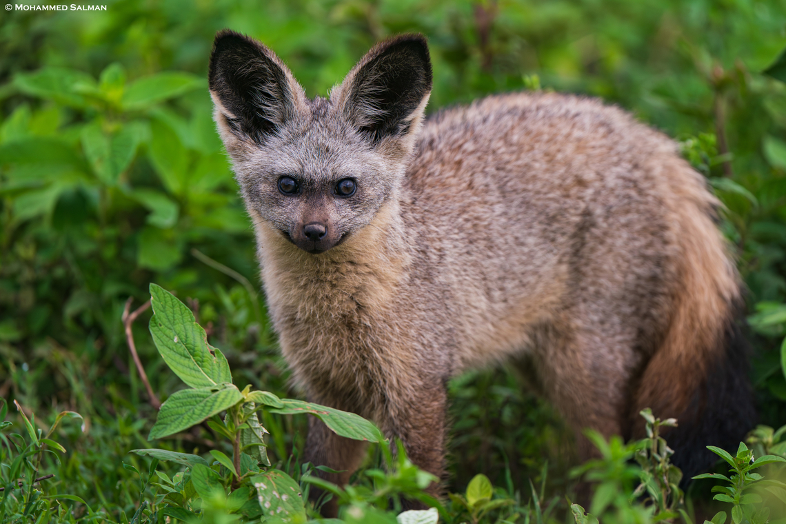 Bat-eared fox || South Serengeti || Jan 2024<br />
 Bat-Eared Fox,Otocyon megalotis