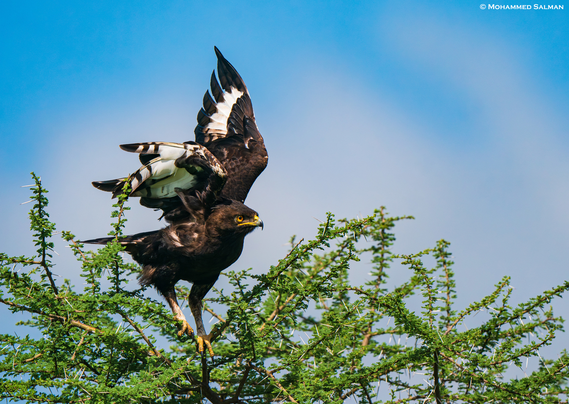 Long-crested eagle || Ndutu || Jan 2024<br />
 Long-crested Eagle,Lophaetus occipitalis