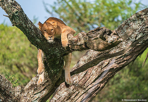A lioness relaxes on a tree || Ndutu || Jan 2024
 Lion,Panthera leo