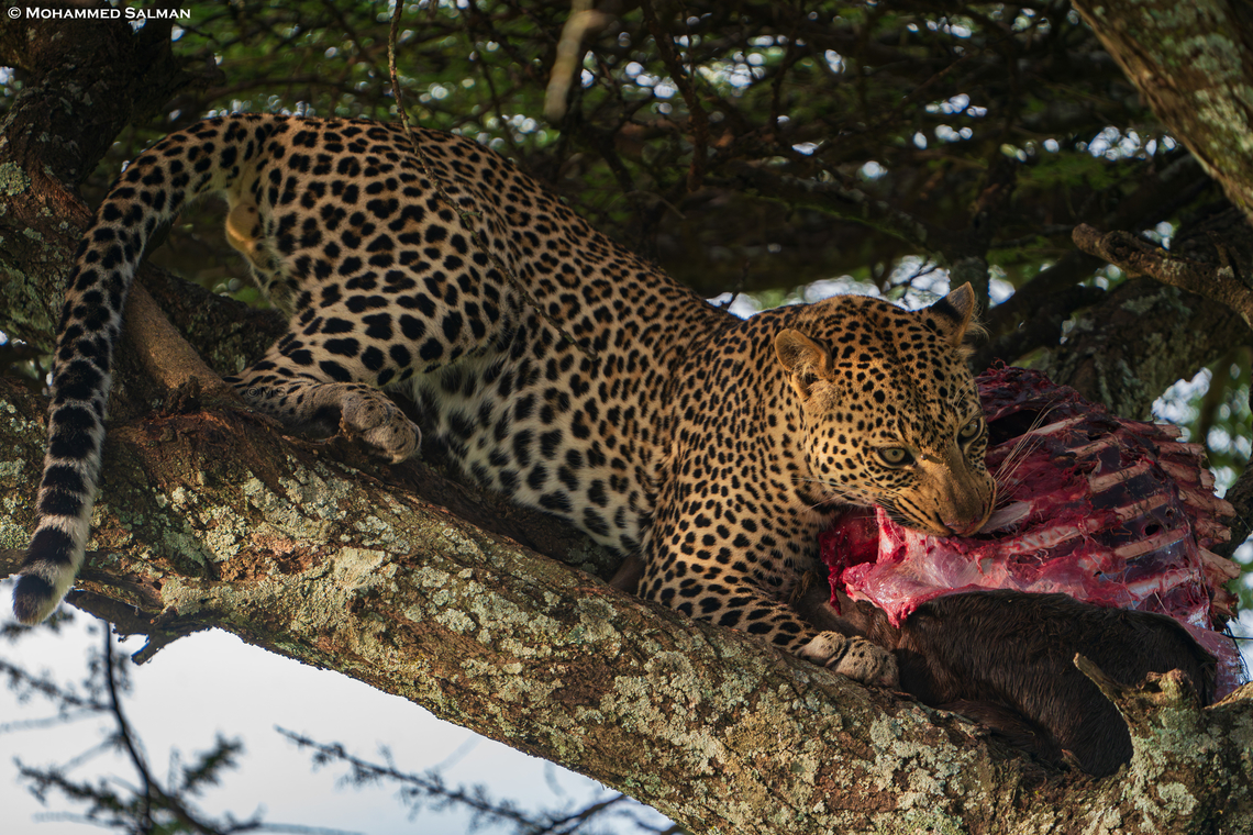A leopards feast || Ndutu || Jan 2024<br />
 African Leopard,Panthera pardus pardus