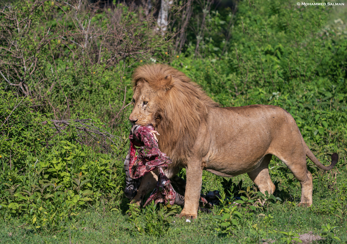 A lion carries scraps of leftover zebra that it had killed earlier || Ndutu || Jan 2024<br />
 Lion,Panthera leo
