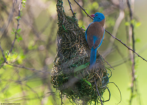 Blue-capped cordon-bleu || Ndutu || Jan 2024
 Blue-capped cordon-bleu,Uraeginthus cyanocephalus