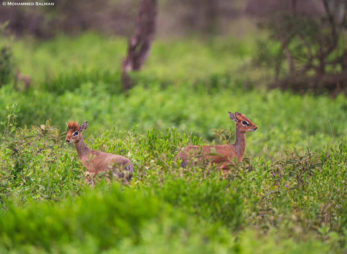 A pair of dik-dik from Ndutu || Jan 2024<br />
 Kirks dik-dik,Madoqua kirkii