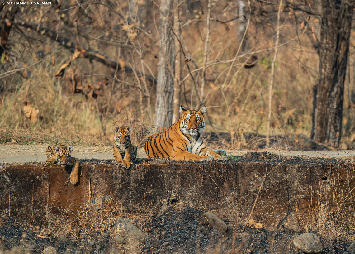 Archi & her cubs at Tipeshwar || Feb 2024<br />
 Bengal tiger,Panthera tigris tigris