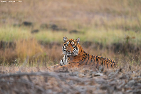 Daisy the tigress || Tipeshwar || Feb 2024
 Bengal tiger,Panthera tigris tigris