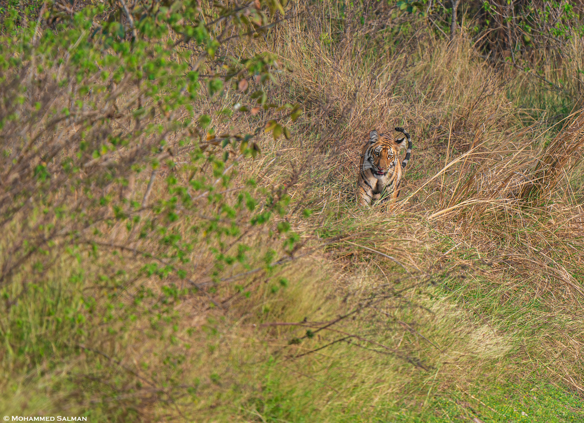 Tiger in the thicket || Tipeshwar || Feb 2024<br />
 Bengal tiger,Panthera tigris tigris